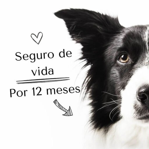 planes 12 meses