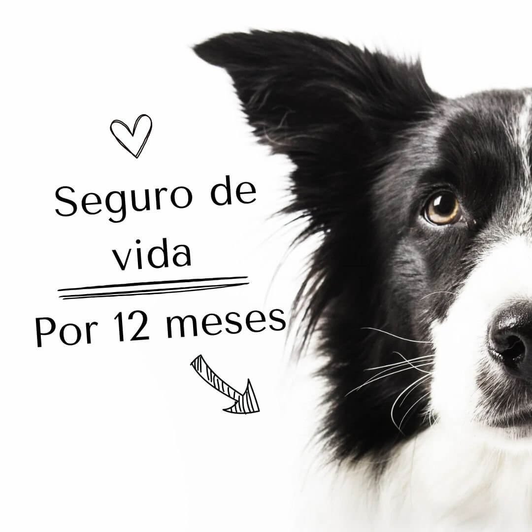 planes 12 meses
